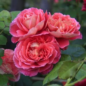 Роза "Reine Sammut"