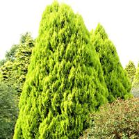 Туя восточная "Pyramidalis Aurea"