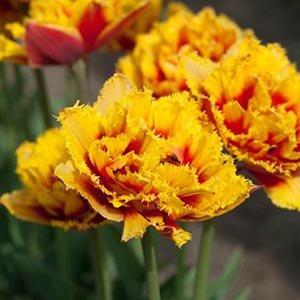 Тюльпан "Crispion Beauty"
