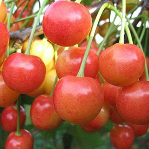 Черешня "Брянская Розовая"