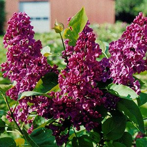 Сирень "Andenken an Ludwig Spath"