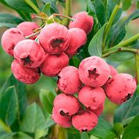Голубика "Pink Lemonade / Pink berry"
