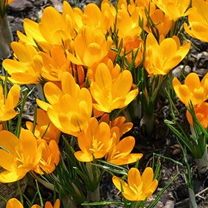 Крокус "Golden Yellow"