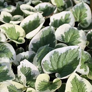 Бруннера крупнолистная "Variegata"