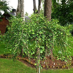 Гинкго билоба "China Pendula"