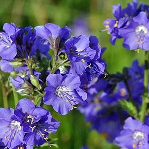Синюха голубая "Blue"