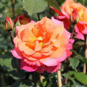 Роза "Freisinger Morgenrote"