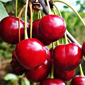 Вишня степная "Максимовская"