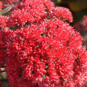 Очиток обыкновенный "Red Cauli"