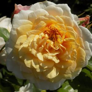 Роза "English Garden"