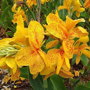 Канна "Yellow Humbert"