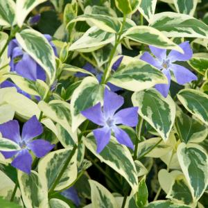 Барвинок большой "Variegata"