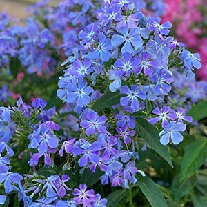Флокс метельчатый "Кобальт"