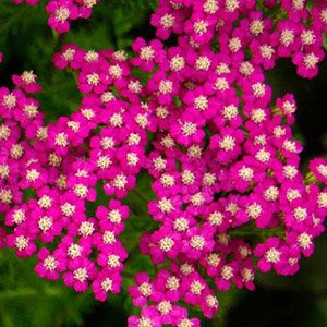 Тысячелистник обыкновенный "Cerise Queen"