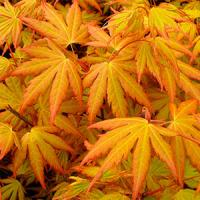 Клен японский "Orange Dream"