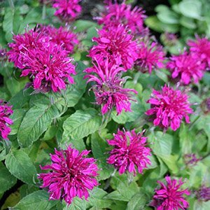 Монарда "Balmy Purple"