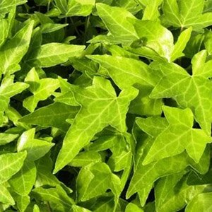 Плющ обыкновенный "Shamrock"