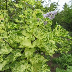 Сирень "Aucubaefolia"