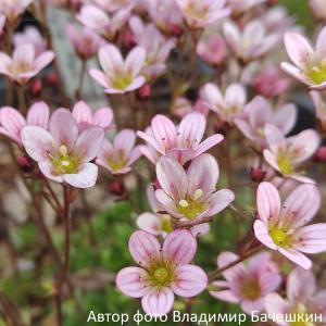 Камнеломка арендса "Pixie Pan Appleblossom"