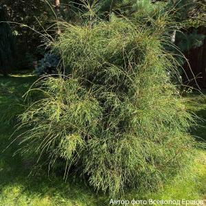 Туя западная "Filiformis"