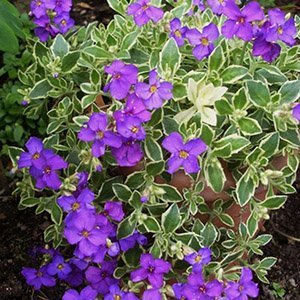 Обриета "Argenteovariegata"
