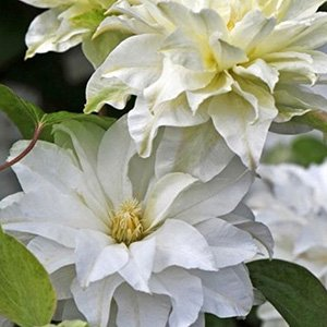 Клематис "Yukiokoshi"