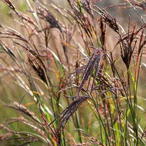 Андропогон или бородач Жерарда "Prairie Summer"