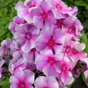 Флокс метельчатый "Vizineya"
