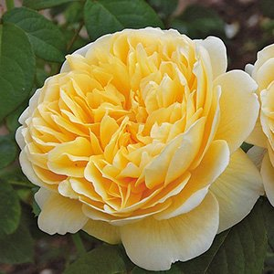 Роза "Charlotte"