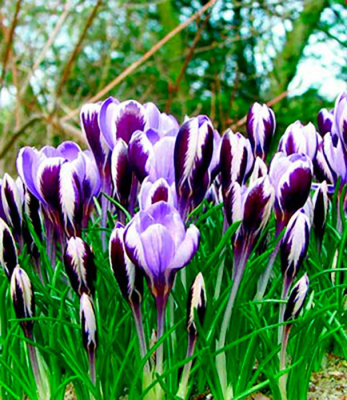 Крокус "Spring Beauty"