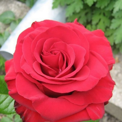 Роза "Madame Delbard"