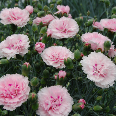Гвоздика садовая "Double Rose"
