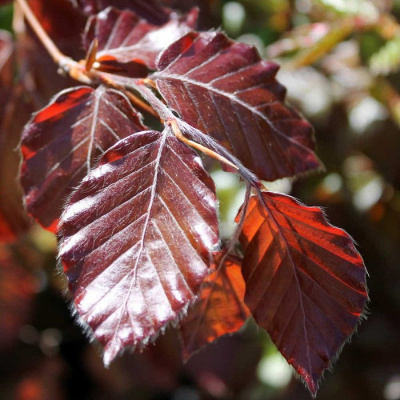 Бук европейский "Atropurpurea"