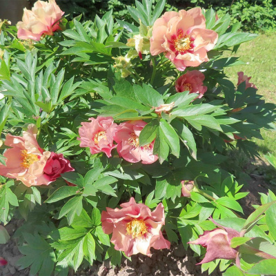 Пион ИТО "Old Rose Dandy"