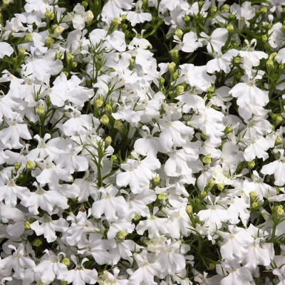 Лобелия синяя "White Selection"