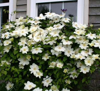 Клематис "Guernsey Cream"