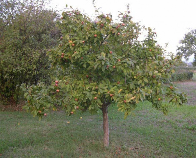 Мушмула германская