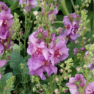 Коровяк "Sugar Plum"