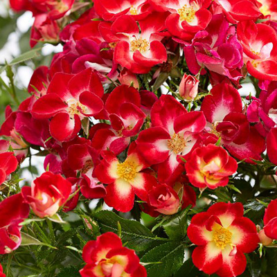 Роза "Everglow Ruby"